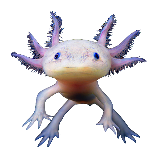 Axolotl