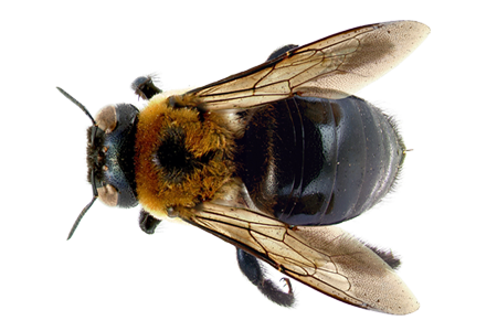Bees