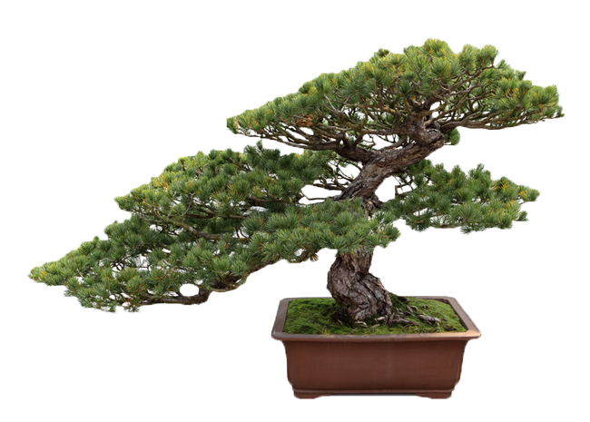 Bonsai