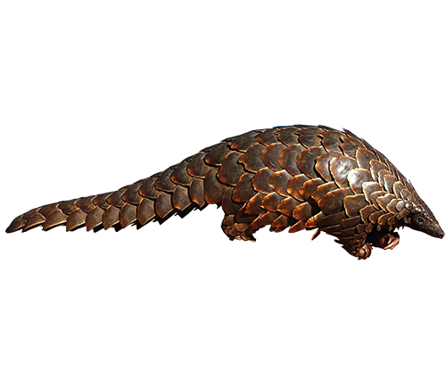 Pangolin