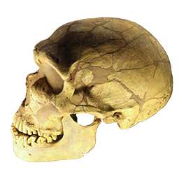 Skull